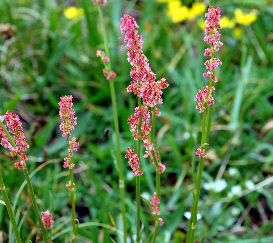 Fioriture magellensi